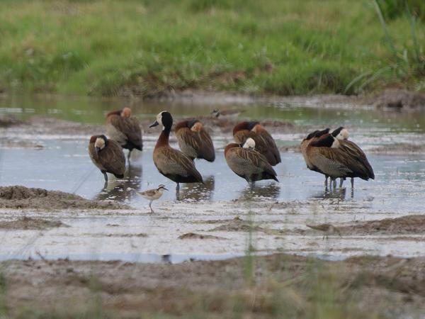 <h3><a href="/trips/tanzania/biota/animalia/chordata/aves/007 anseriformes/003 anatidae/dendrocygna viduata/dendrocygna viduata-nl.html">Dendrocygna&nbsp;viduata</a> / White‑faced&nbsp;whistling&nbsp;duck / Witwangfluiteend</h3>OM-1 Mark II met OLYMPUS M.150-400mm F4.5 TC, 1/2000 sec  bij F5.6, ISO 640, afstand 89.4&nbsp;m